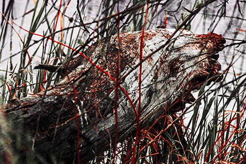 Decaying Serpent Tree Log Creature (Red Tint Photo)