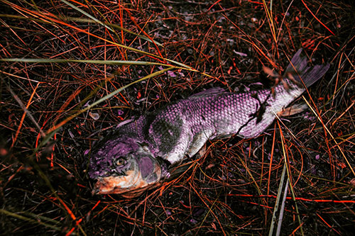 Deceased Salmon Fish Rotting Among Grass (Red Tint Photo)