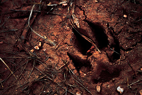 Deep Muddy Dog Footprint (Red Tint Photo)