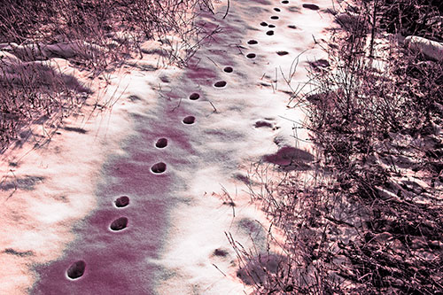 Deep Snow Animal Footprint Markings (Red Tint Photo)