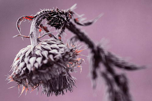 Depressed Slouching Thistle Dying From Thirst (Red Tint Photo)