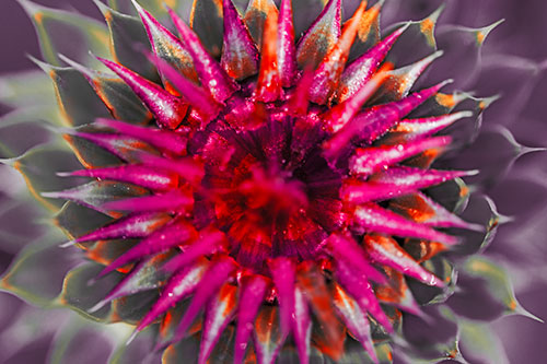 Dew Drops Cover Blooming Thistle Head (Red Tint Photo)