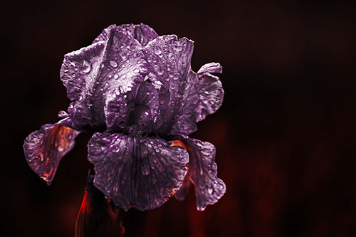 Dew Face Appears Among Wet Iris Flower (Red Tint Photo)