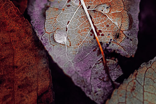 Dewy Eyed Leaf Face Cringing Towards Bug (Red Tint)