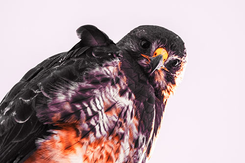 Direct Eye Contact With Rough Legged Hawk (Red Tint Photo)