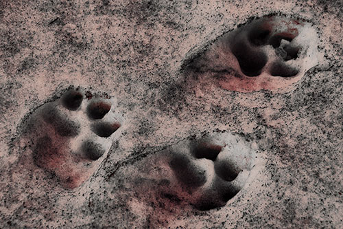 Dirty Dog Footprints In Snow (Red Tint Photo)