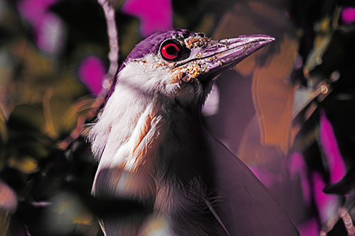 Dirty Faced Black Crowned Night Heron (Red Tint Photo)
