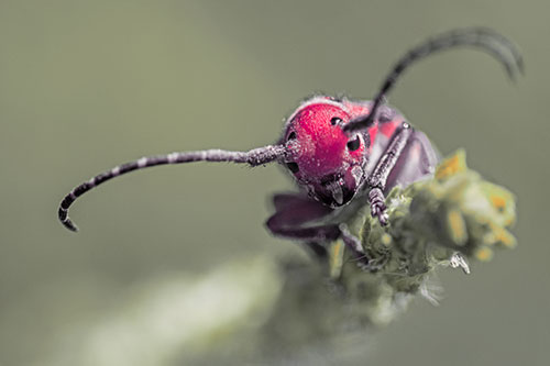 Dirty Milkweed Beetle Climbs Plant Top (Red Tint)