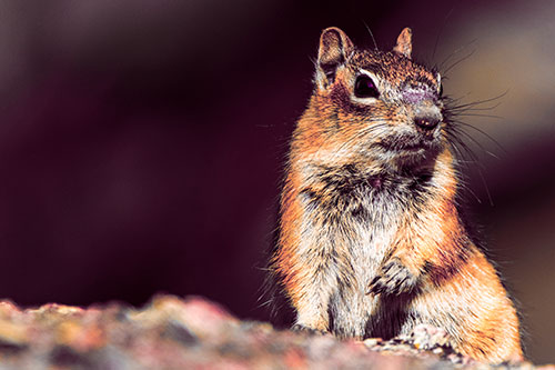 Dirty Nosed Squirrel Atop Rock (Red Tint Photo)