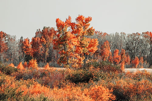 Distant Autumn Trees Changing Color Among Horizon (Red Tint Photo)