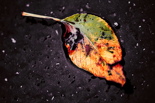 Distressed Rotting Leaf Face Among Wet Pavement (Red Tint)