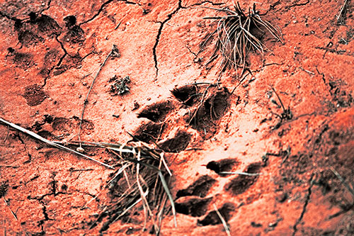 Dog Footprints On Dry Cracked Mud (Red Tint Photo)
