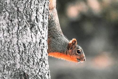 Downward Squirrel Yoga Tree Trunk (Red Tint Photo)
