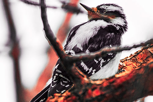 Downy Woodpecker Twists Head Backwards Atop Branch (Red Tint Photo)