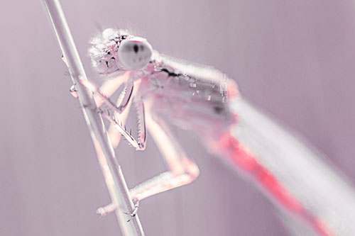 Dragonfly Clamping Onto Grass Blade (Red Tint Photo)