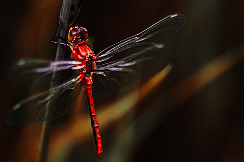 Dragonfly Grabs Ahold Grass Blade (Red Tint Photo)