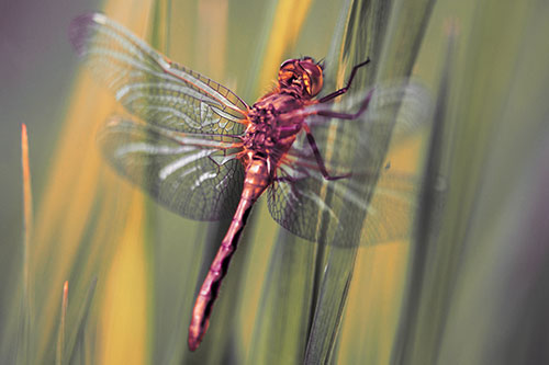 Dragonfly Grabs Grass Blade Batch (Red Tint Photo)