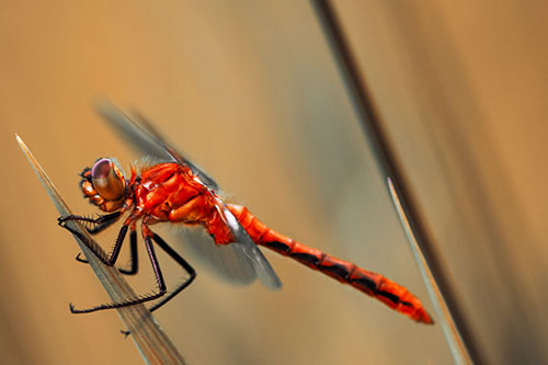 Dragonfly Perched Atop Sloping Grass Blade (Red Tint Photo)