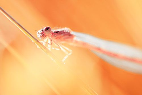 Dragonfly Rides Grass Blade Among Sunlight (Red Tint Photo)