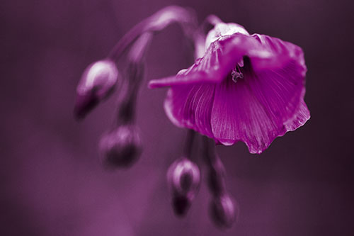 Droopy Flax Flower During Rainstorm (Red Tint Photo)