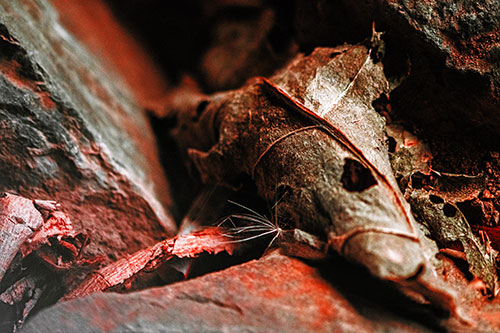 Dry Frowning Leaf Face Resting Between Rocks (Red Tint)