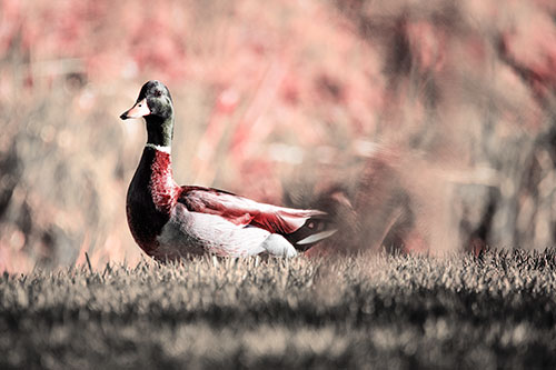 Duck On The Grassy Horizon (Red Tint Photo)