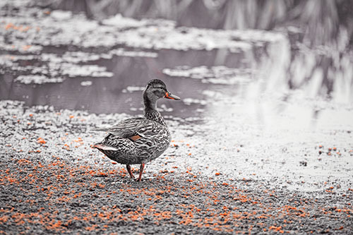 Duck Walking Through Algae For A Lake Swim (Red Tint Photo)