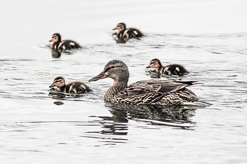 Ducklings Swim Along Mother Mallard Duck (Red Tint Photo)