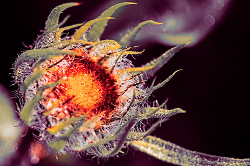 Dying Sunflower Curling Up (Red Tint Photo)