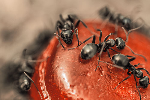 Excited Carpenter Ants Feasting Among Sugary Food Source (Red Tint Photo)