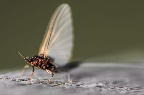 Excited Open Mouthed Mayfly Watches Sunrise (Red Tint)