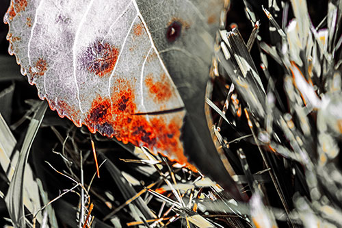 Eye Winking Shadow Smirking Leaf Face (Red Tint)