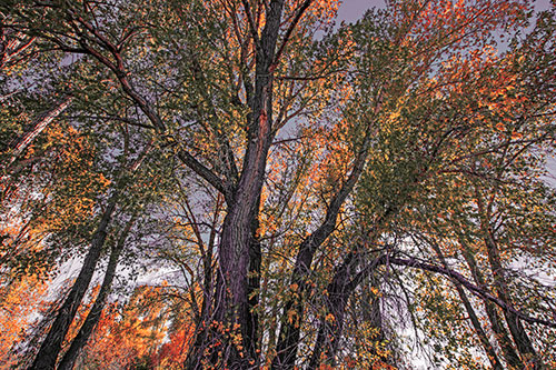 Fall Changing Autumn Tree Canopy Color (Red Tint Photo)