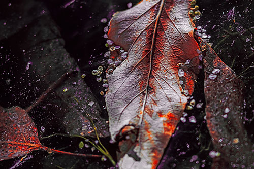 Fallen Autumn Leaf Face Rests Atop Ice (Red Tint Photo)
