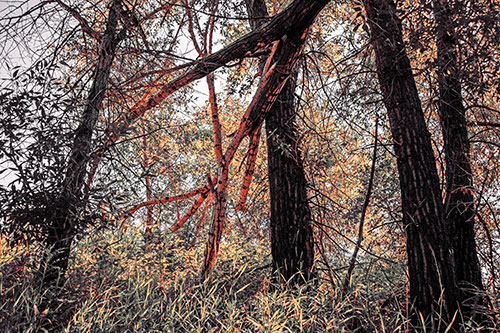 Fallen Forest Tree Trunks Among Sunlight (Red Tint Photo)