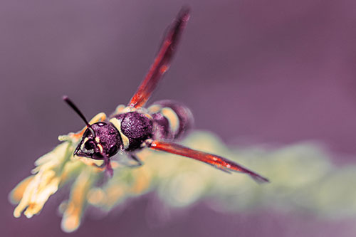 Feisty Wasp Gazes Upwards Among Plant Top (Red Tint)