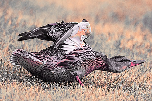 Female Mallard Duck Stretching Among Cut Grass (Red Tint)