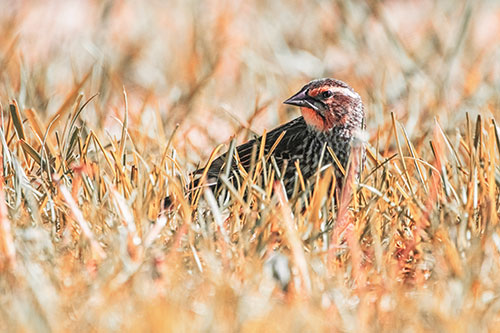 Female Red Winged Blackbird Taking Gander Among Grass (Red Tint)