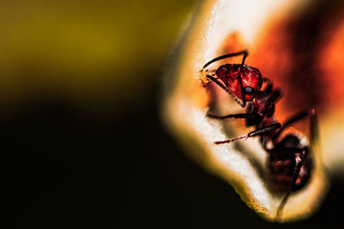 Fire Ant Milking Aphid Among Milkweed Leaf (Red Tint)