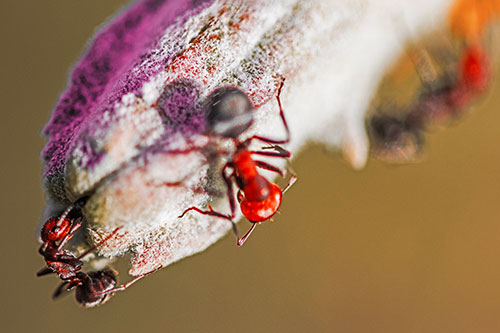 Fire Ants Crawling Among Milkweed Pod (Red Tint)