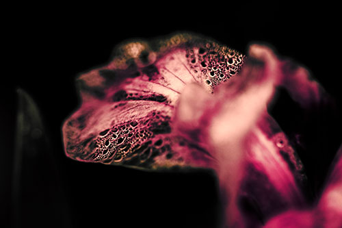 Fish Faced Dew Covered Iris Flower Petal (Red Tint Photo)