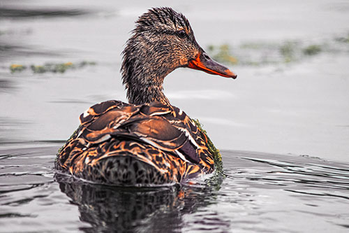 Floating Female Mallard Duck Glancing Sideways (Red Tint Photo)