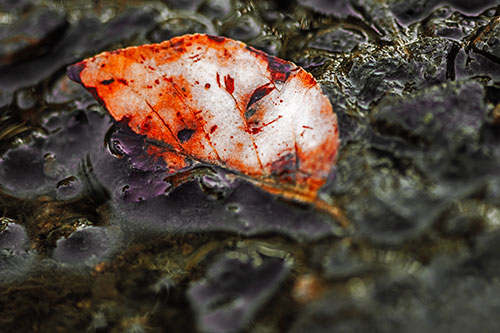Floating Leaf Face Smirking Among Algae (Red Tint Photo)
