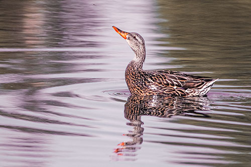 Floating Mallard Duck Watches Dragonfly Buzzing Above (Red Tint)