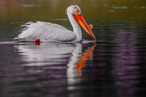 Floating Pelican Reflection Among Lake Water (Red Tint)