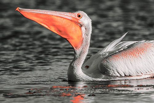 Floating Pelican Swallows Fishy Dinner (Red Tint Photo)
