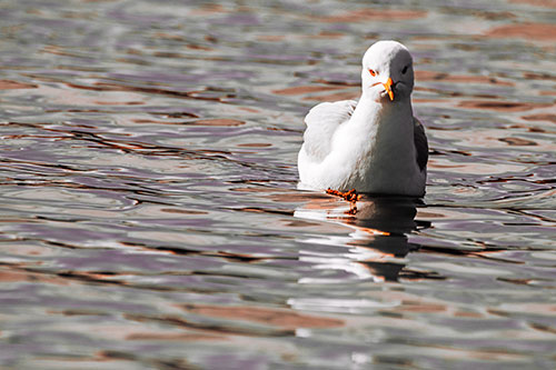 Floating Seagull Making Direct Eye Contact (Red Tint)