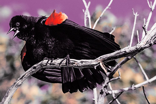 Fluffy Red Winged Blackbird Cawing Among Curving Branch (Red Tint)