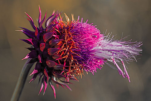 Fluffy Spiked Bug Eyed Thistle Face (Red Tint Photo)