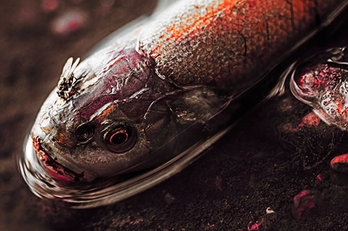 Fly Feasts Among Freshwater Whitefish Eyeball (Red Tint Photo)